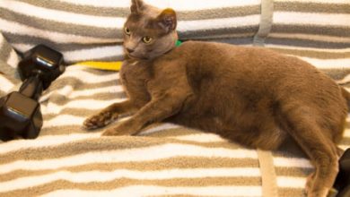 how to feed your cat so it doesn’t beg and then start losing weight