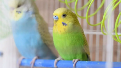 9 prominent signs of a pregnant budgie