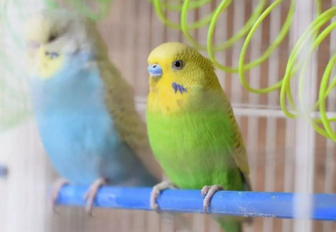 9 prominent signs of a pregnant budgie