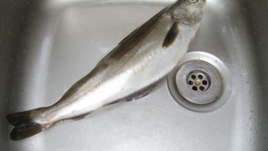 Dry Off the Young Pollack Chapter 1