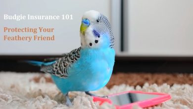 budgie insurance 101 full guide