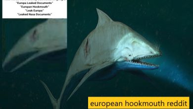european hookmouth reddit
