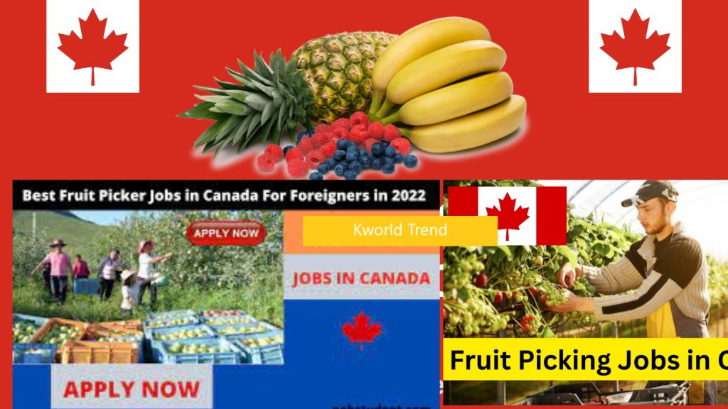 How to Easily Get a Canada Fruit Picker Job in 2024