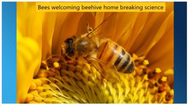 Bees welcoming beehive home breaking science
