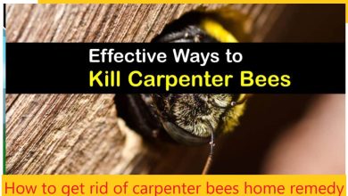 How to get rid of carpenter bees home remedy