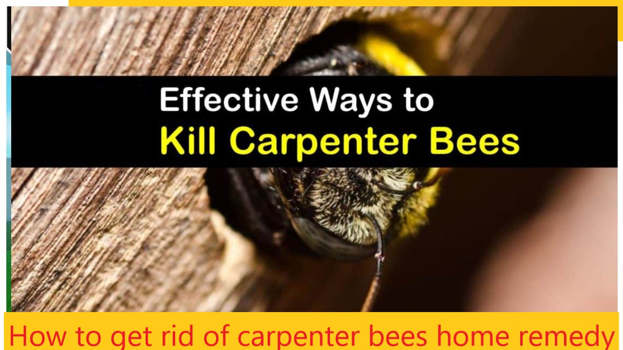 How to get rid of carpenter bees home remedy