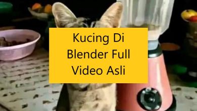 Kucing Di Blender Full Video Asli