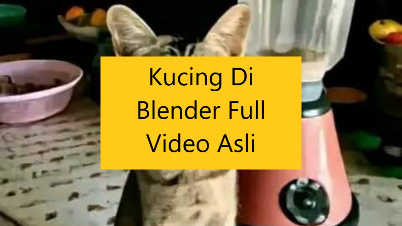 Kucing Di Blender Full Video Asli