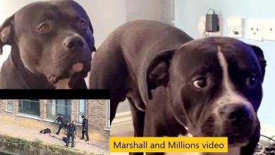 Marshall and Millions video