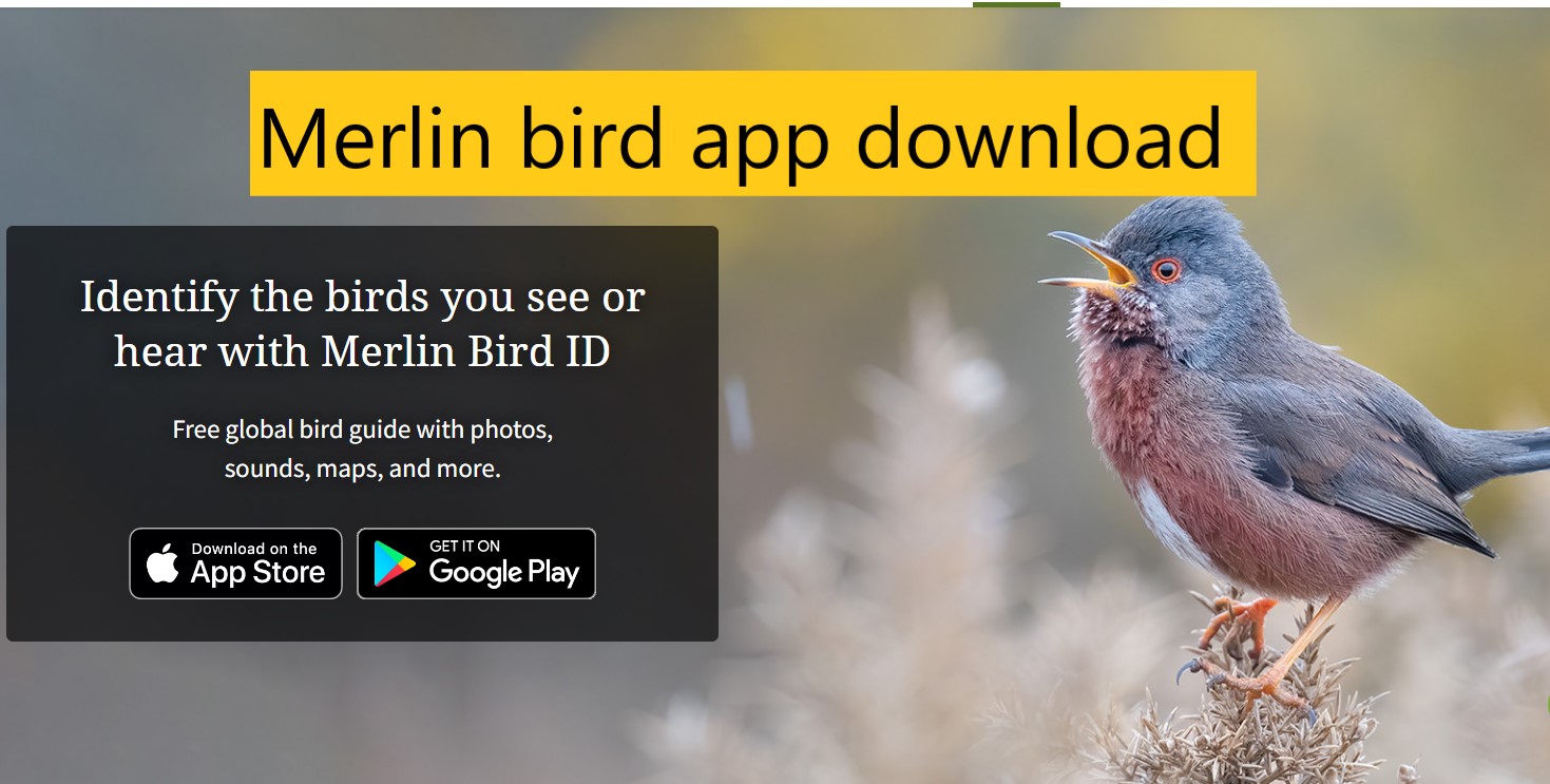 Merlin bird app download google play store app & ios kworld trend