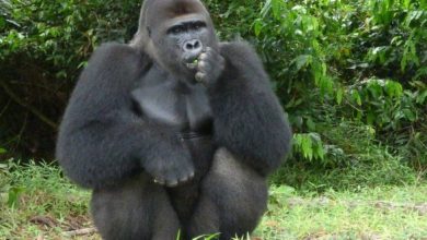 Baby Gorilla Born in the Wild to Two Parents Science Bluelotusparties