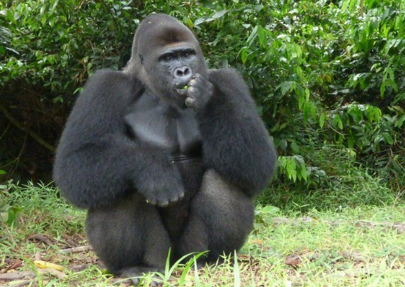 Baby Gorilla Born in the Wild to Two Parents Science Bluelotusparties