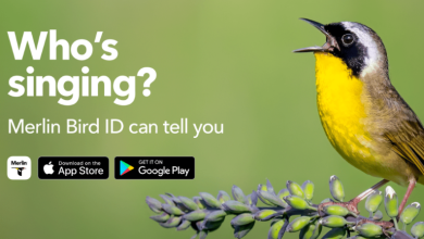 Merlin Bird App Free: Everything You Need to Know