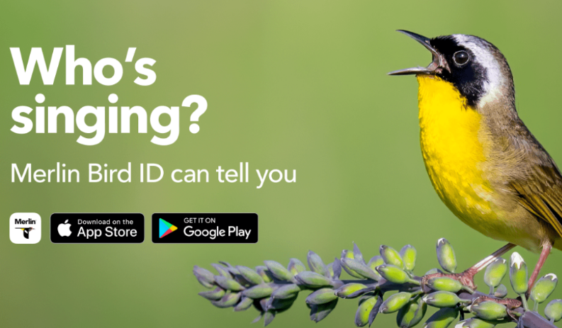 Merlin Bird App Free: Everything You Need to Know