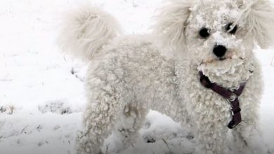 postsed.com site review 2023