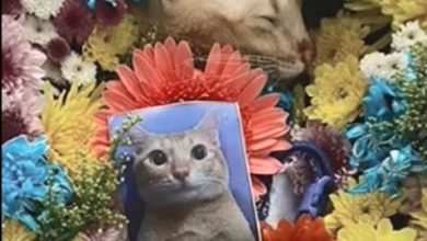 El Gato Cat Death Video full