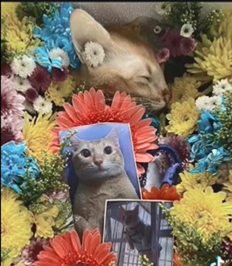 El Gato Cat Death Video full