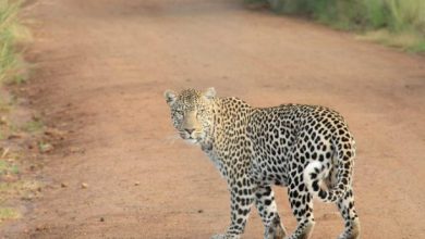 CEIS Launches a SOC Service for SMEs and ETIS Softw Shriekyblog