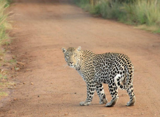 CEIS Launches a SOC Service for SMEs and ETIS Softw Shriekyblog