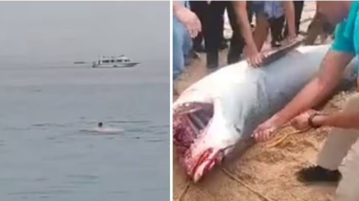 Shark Attack Egypt Video Reddit