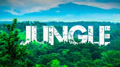 Urban Jungle Capcut Template