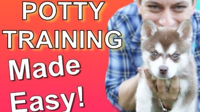 How to Potty Train a Dog?