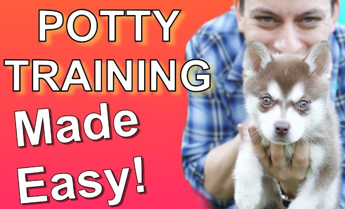 How to Potty Train a Dog?