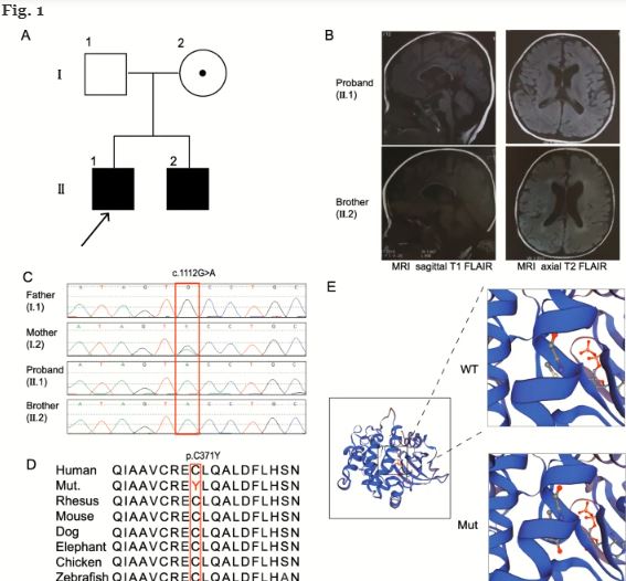 pak3.com link review