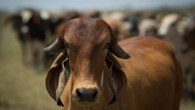 what is @ do boi hoje