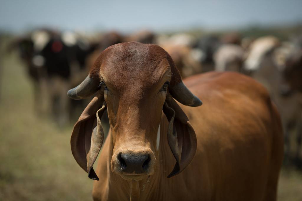 what is @ do boi hoje