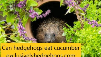 Can hedgehogs eat cucumber exclusivelyhedgehogs.com