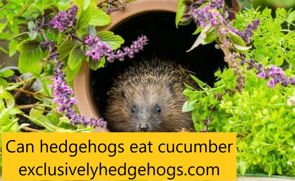 Can hedgehogs eat cucumber exclusivelyhedgehogs.com