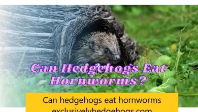 Can hedgehogs eat hornworms exclusivelyhedgehogs.com