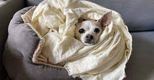 The Definitive Guide to Securing Dog Insurance